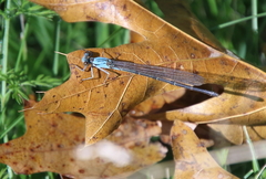 Argia apicalis