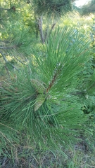 Pinus resinosa