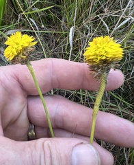 Polygala rugelii