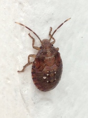 Discocephalinae