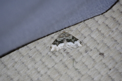 Euphyia intermediata