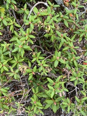 Rhododendron groenlandicum