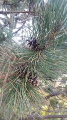 Pinus resinosa