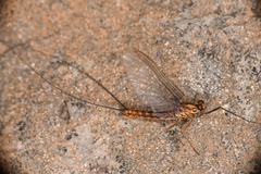 Siphlonurus