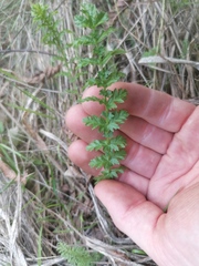 Filipendula vulgaris