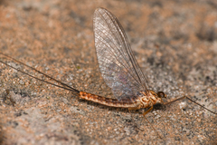 Siphlonurus