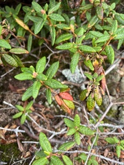 Rhododendron groenlandicum