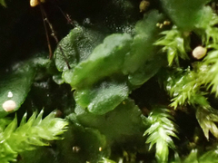 Pallavicinia lyellii