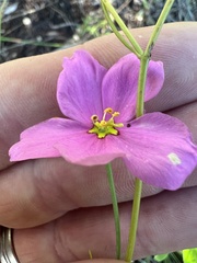 Sabatia grandiflora