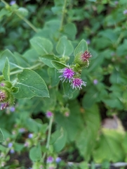 Arctium