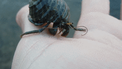 Clibanarius longitarsus