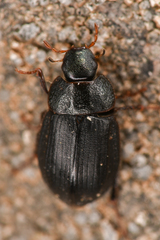 Hydrophilidae