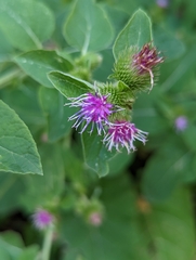 Arctium