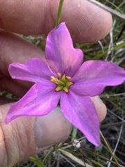 Sabatia grandiflora