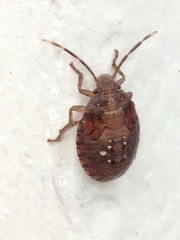 Discocephalinae