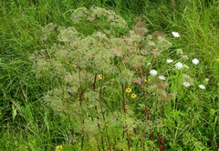 Valeriana officinalis