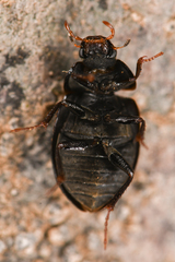 Hydrophilidae