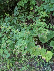 Arctium