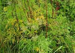Valeriana officinalis