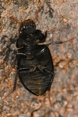 Hydrophilidae