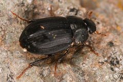 Hydrophilidae