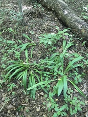 Hymenocallis occidentalis
