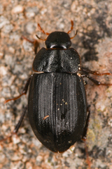 Hydrophilidae