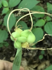 Hymenocallis occidentalis