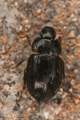 Hydrophilidae