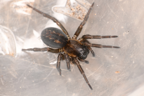 Arctobius agelenoides