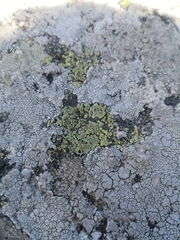 Rhizocarpon