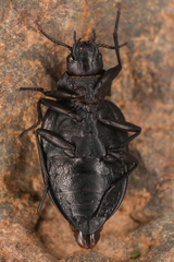 Amphizoa insolens