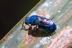 Chrysis conica