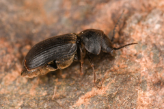 Xyletininae