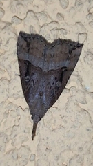 Hypena rostralis