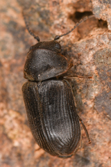 Xyletininae