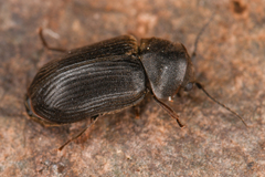 Xyletininae