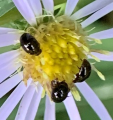 Olibrus