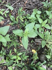 Conoclinium coelestinum