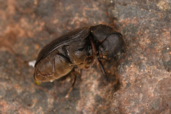 Xyletininae