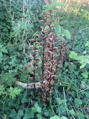 Orobanche hederae