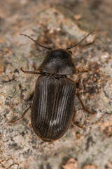 Xyletininae