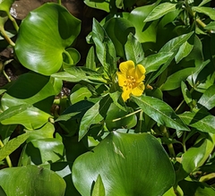 Ludwigia hexapetala