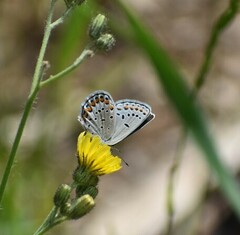 Plebejus samuelis