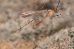 Rhaphidolabis