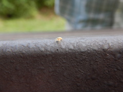 Hentzia mitrata