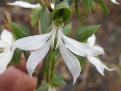 Bonatea cassidea