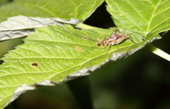 Anaxipha exigua