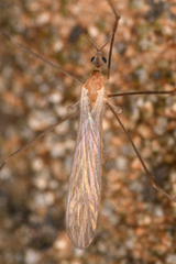 Rhaphidolabis