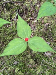 Trillium undulatum